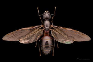 Camponotus ligniperda photo 193