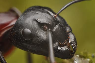 Camponotus ligniperda photo 194