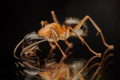 Camponotus ligniperda photo 196