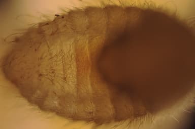 Camponotus ligniperda — colony photo 197
