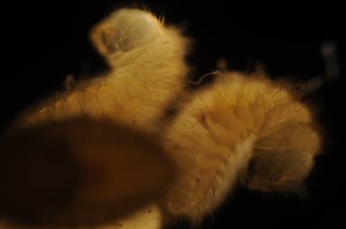 Camponotus ligniperda — colony photo 198