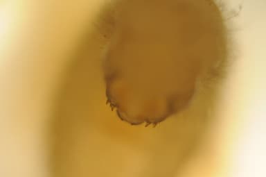 Camponotus ligniperda — colony photo 199