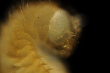 Camponotus ligniperda — colony photo 200