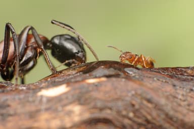Camponotus ligniperda photo 201