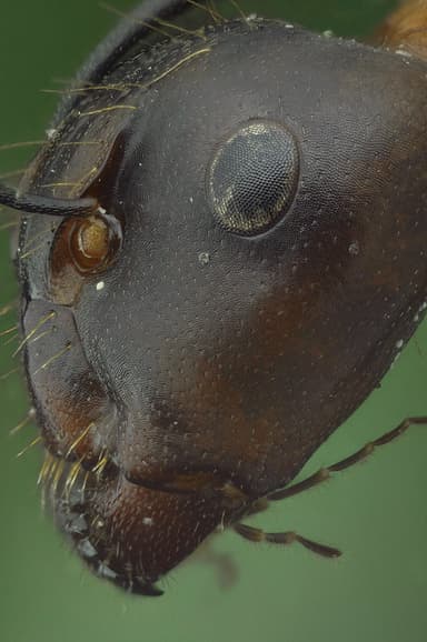 Camponotus ligniperda photo 202