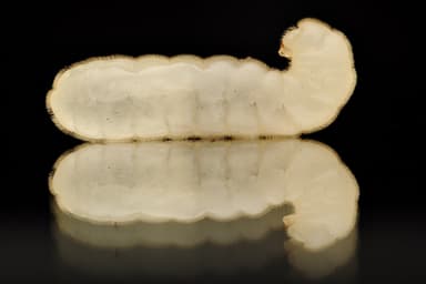 Camponotus ligniperda — colony photo 203