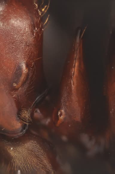 Camponotus ligniperda photo 204