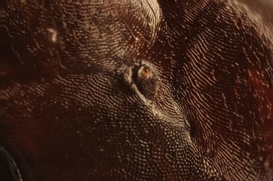 Camponotus ligniperda photo 205