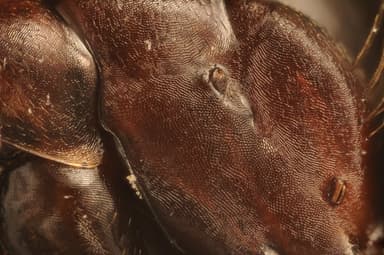 Camponotus ligniperda photo 206