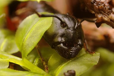 Camponotus ligniperda — worker photo 207