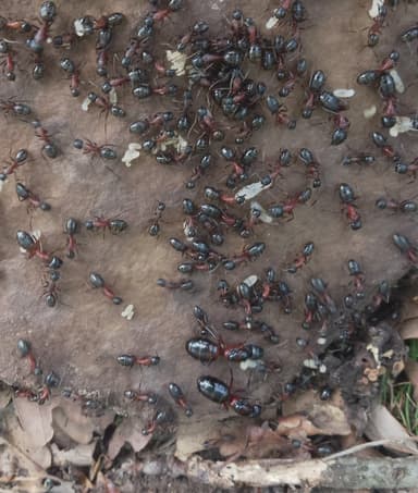 Camponotus ligniperda — queen photo 39