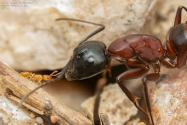Camponotus ligniperda photo 40