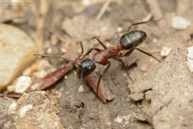 Camponotus ligniperda photo 41