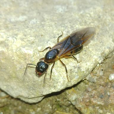 Camponotus ligniperda photo 43