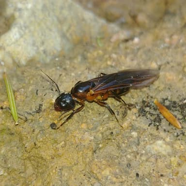 Camponotus ligniperda photo 44