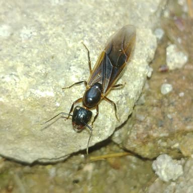 Camponotus ligniperda photo 45