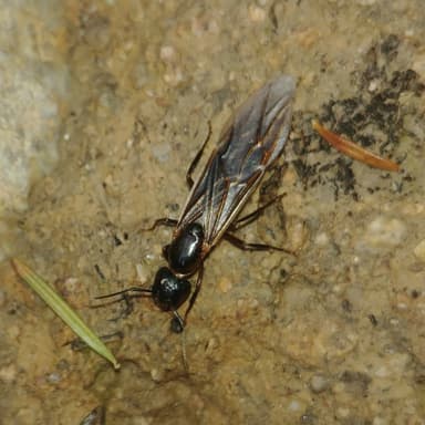 Camponotus ligniperda photo 46