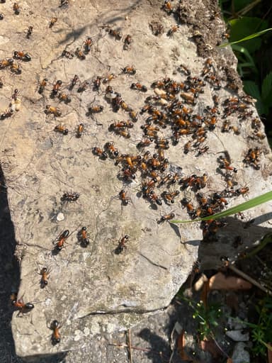 Camponotus ligniperda photo 47