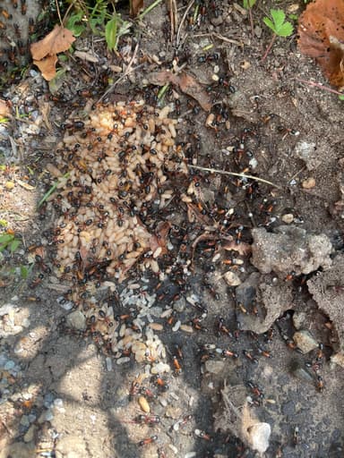Camponotus ligniperda photo 49