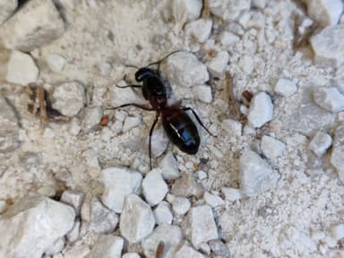 Camponotus ligniperda photo 50