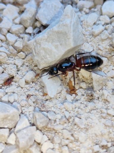 Camponotus ligniperda photo 51