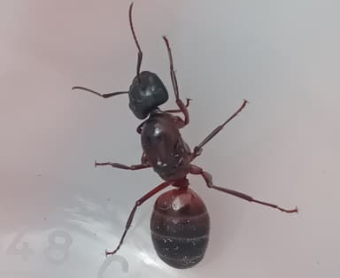 Camponotus ligniperda photo 52