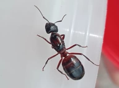 Camponotus ligniperda photo 53