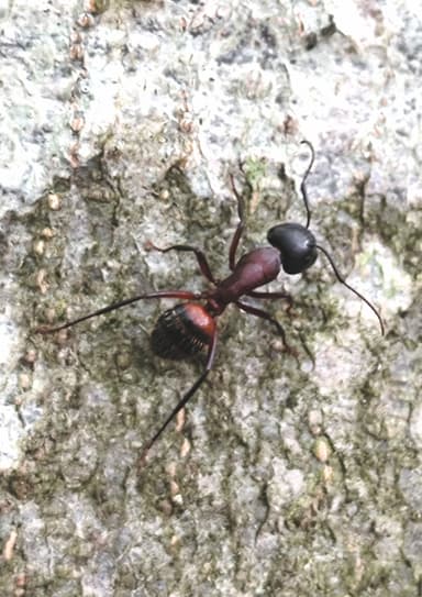 Camponotus ligniperda photo 54
