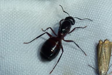 Camponotus ligniperda photo 55