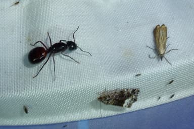 Camponotus ligniperda photo 56