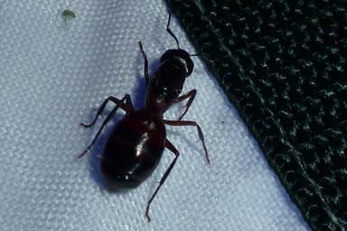 Camponotus ligniperda photo 57