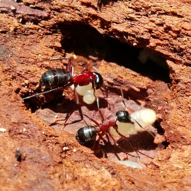 Camponotus ligniperda photo 58