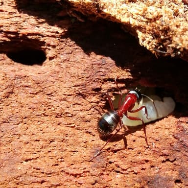 Camponotus ligniperda photo 59