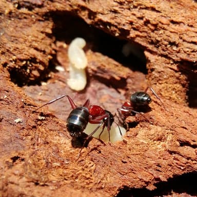 Camponotus ligniperda photo 60