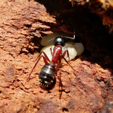 Camponotus ligniperda photo 61