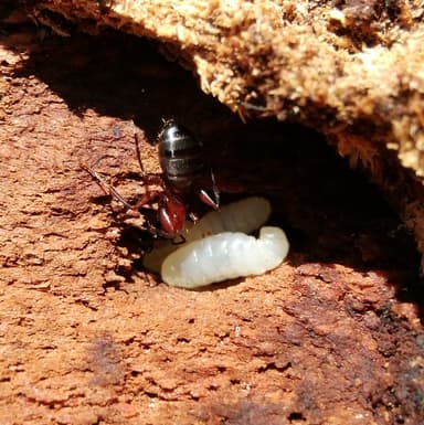 Camponotus ligniperda photo 62