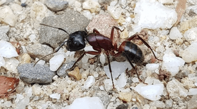 Camponotus ligniperda — colony photo 63