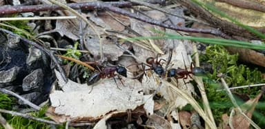Camponotus ligniperda — colony photo 64