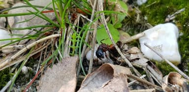 Camponotus ligniperda — colony photo 65