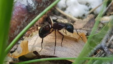 Camponotus ligniperda — colony photo 66