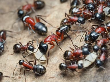 Camponotus ligniperda photo 67
