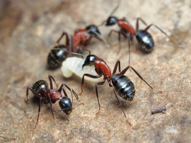 Camponotus ligniperda photo 68