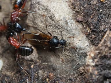 Camponotus ligniperda photo 69