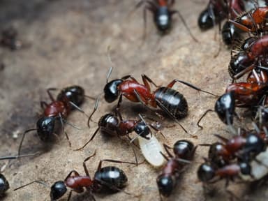 Camponotus ligniperda photo 70