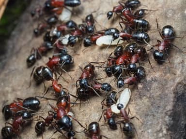 Camponotus ligniperda photo 71
