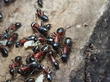 Camponotus ligniperda photo 72