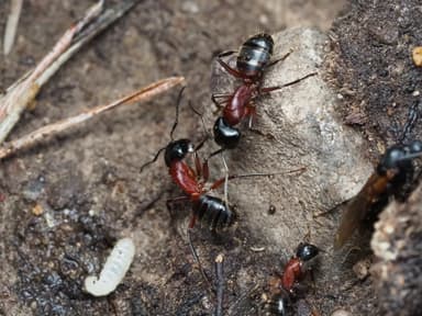 Camponotus ligniperda photo 73