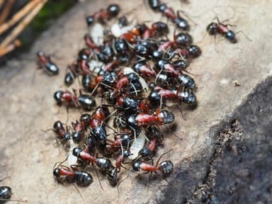 Camponotus ligniperda photo 74