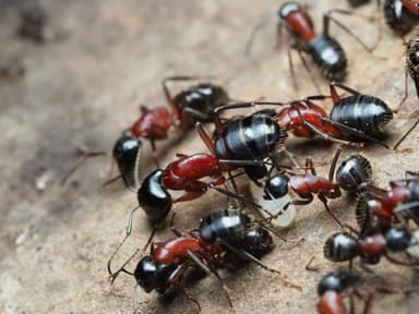 Camponotus ligniperda photo 75