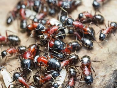Camponotus ligniperda photo 76